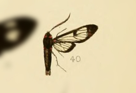 Metamya bricenoi