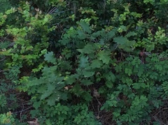 Quercus × ganderi
