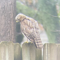 Buteo lineatus
