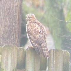 Buteo lineatus
