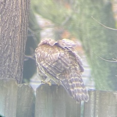 Buteo lineatus