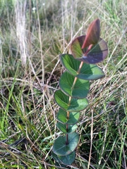 Hypericum connatum