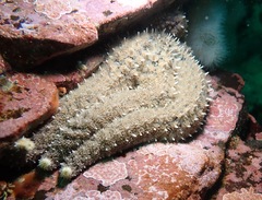 Stylasterias forreri