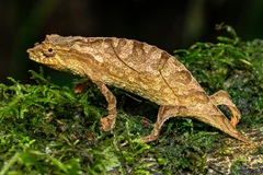 South African Stumptail Chameleon photo 2