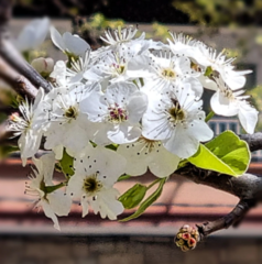 Pyrus calleryana