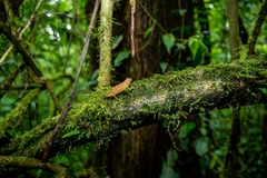 South African Stumptail Chameleon photo 4