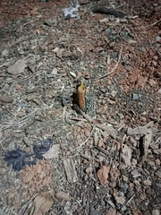 Hydrophylax bahuvistara