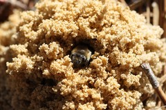 Colletes validus