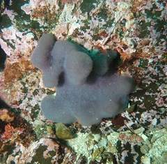 Eudistoma purpuropunctatum