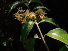 Chiococca phaenostemon