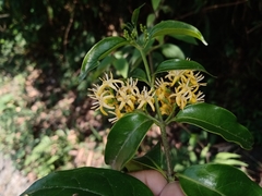 Chiococca phaenostemon