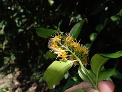 Chiococca phaenostemon