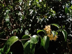 Chiococca phaenostemon