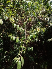 Chiococca phaenostemon