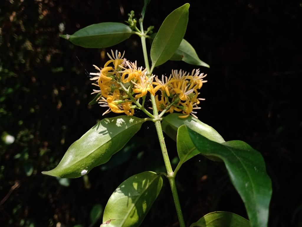 Chiococca phaenostemon