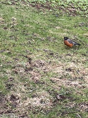 Turdus migratorius