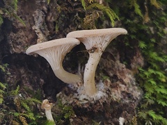 Clitocybe eccentrica