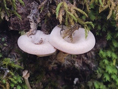 Clitocybe eccentrica