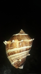 Melongena patula