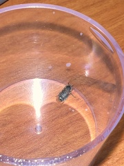 Dermestes carnivorus