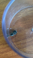 Dermestes carnivorus