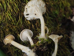 Clitocybe eccentrica