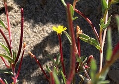 Camissonia contorta