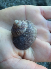 Maurea punctulata