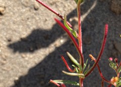 Camissonia contorta
