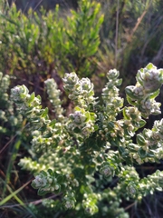 Baccharis uncinella