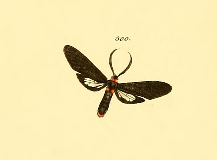 Ichoria tricincta