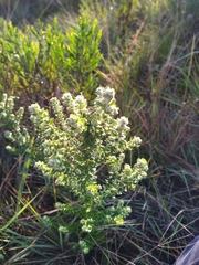 Baccharis uncinella
