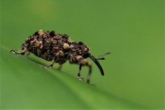 Colobodes billbergii