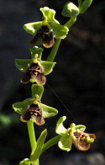 Ophrys bornmuelleri