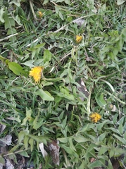 Taraxacum officinale