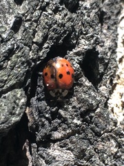 Harmonia axyridis