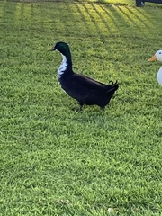 Anas platyrhynchos domesticus