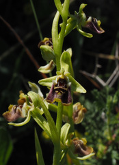 Ophrys bornmuelleri