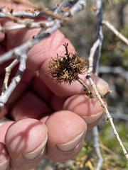 Asphondylia rosetta