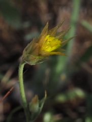 Catananche lutea
