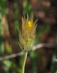 Catananche lutea
