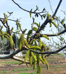 Juglans regia