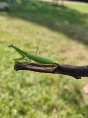 Miomantis paykullii