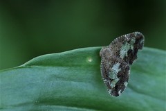 Ricanoptera fenestrata