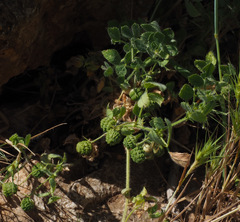 Medicago turbinata