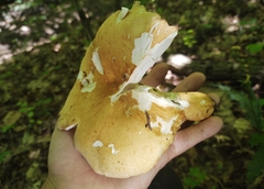 Russula ballouii