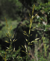 Arrhenatherum palaestinum