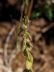 Polygala monspeliaca
