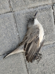 Curruca crassirostris