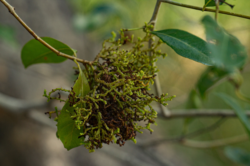 Cameroon Gall Aphalarid